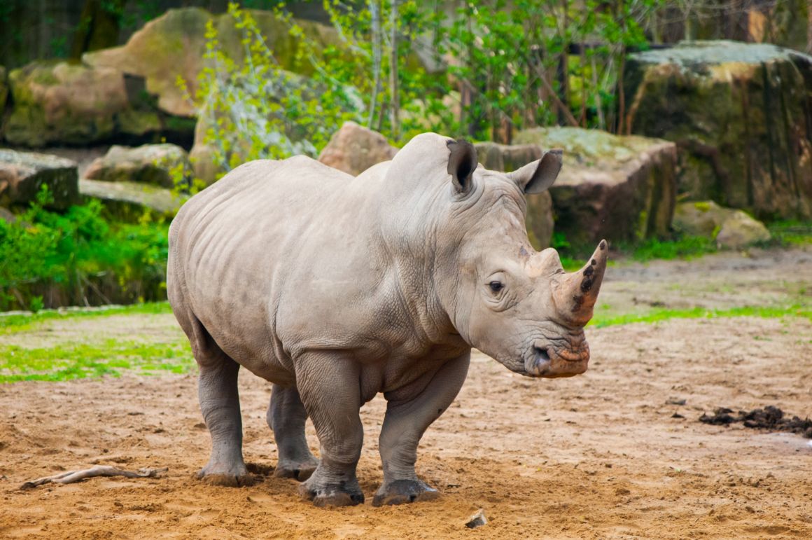 Dvůr Králové, zoo